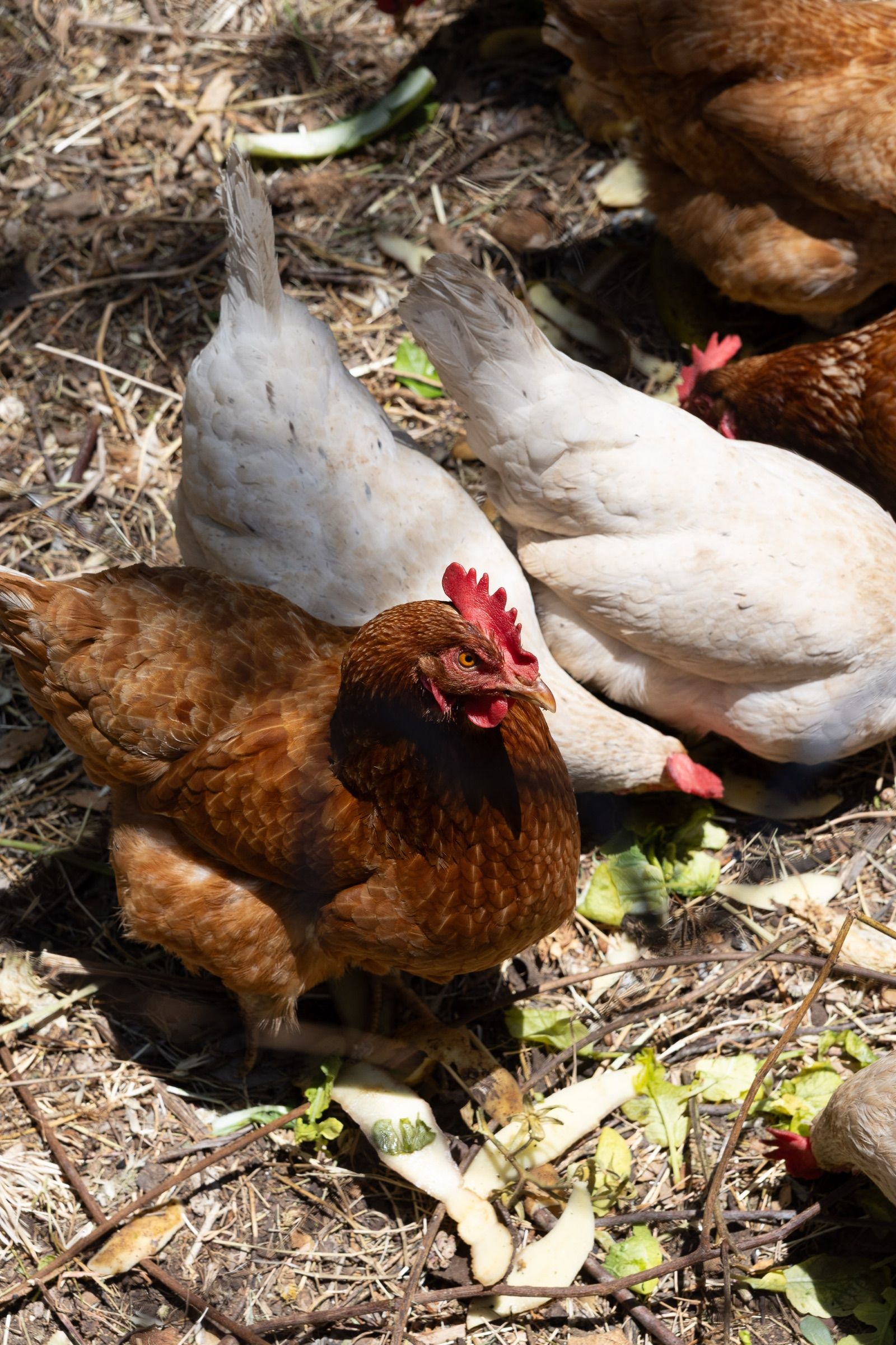 Hens scratching in the yard, one rust-brown and one white