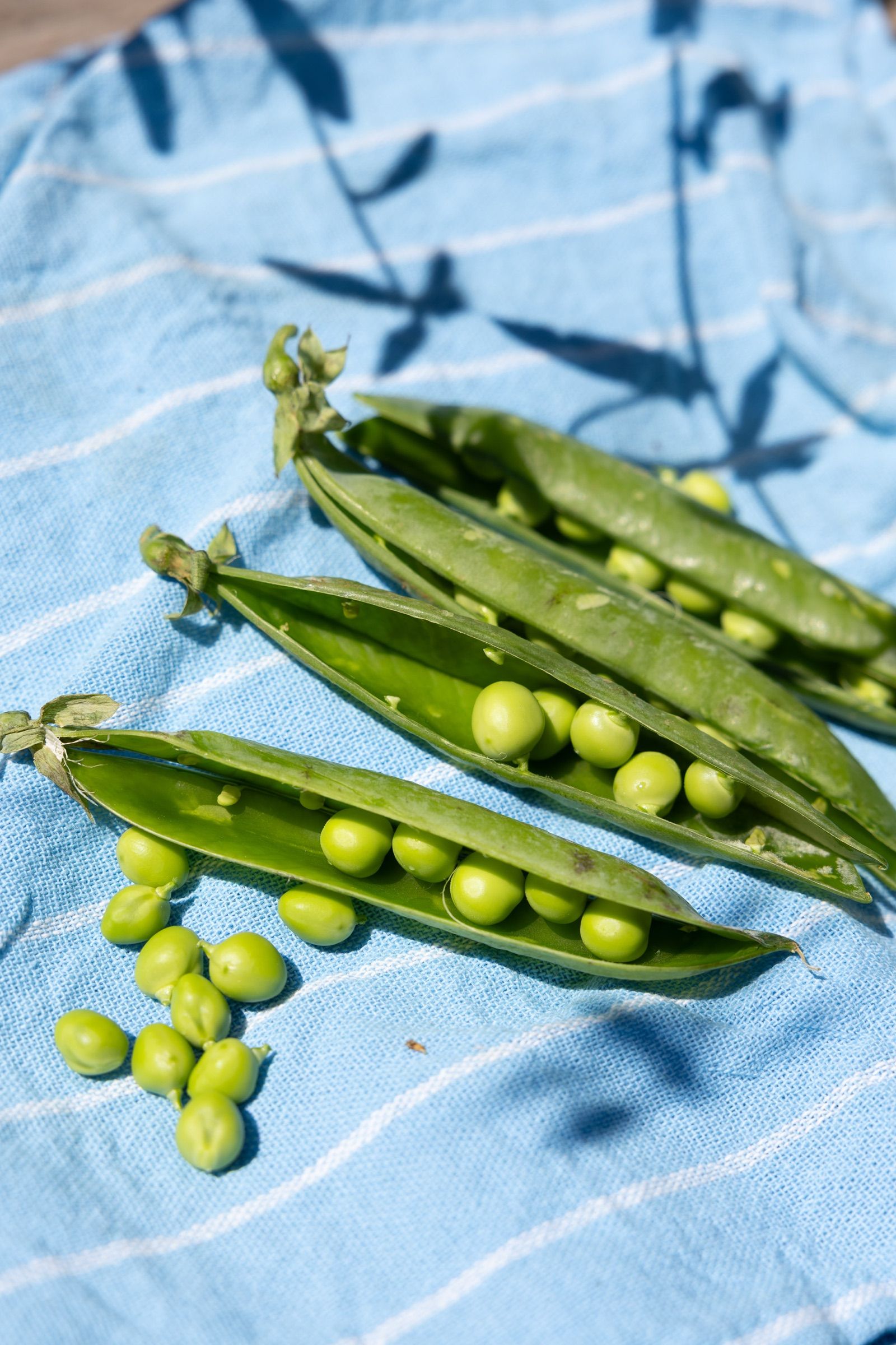 Hands shelling fresh peas onto a blue cloth spread over a wooden table in the sun