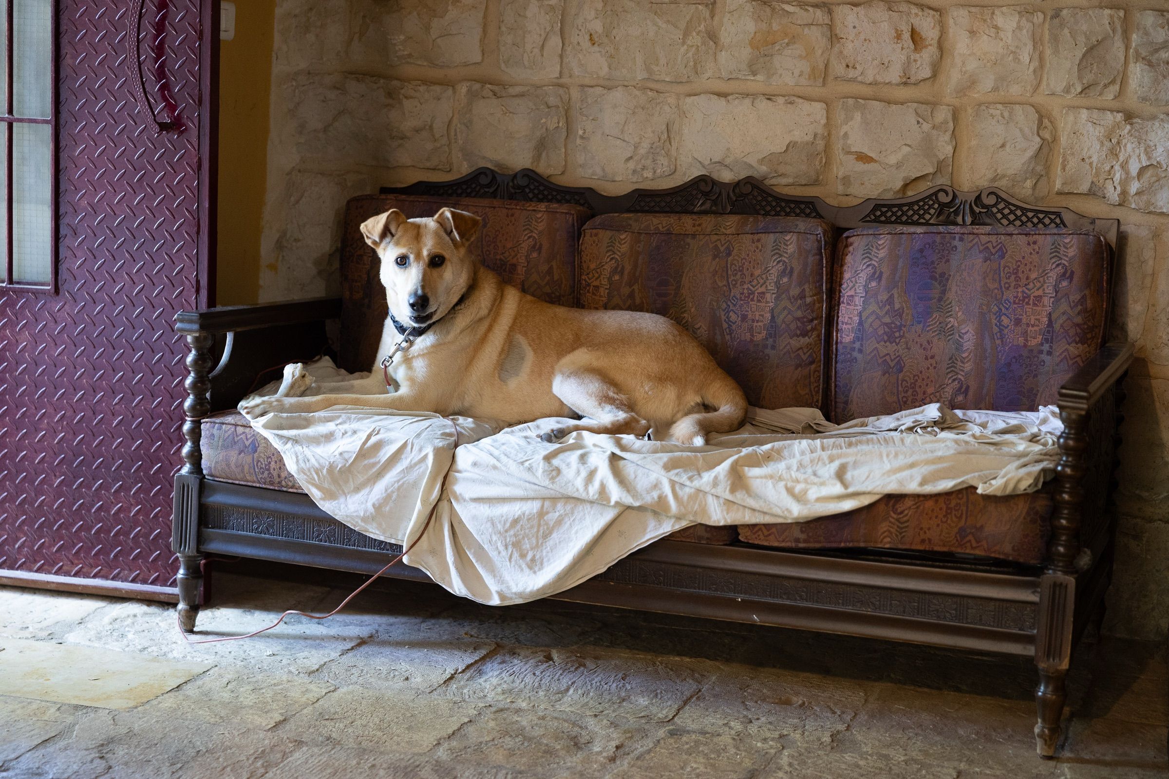 The resident dog stretched out asleep on an antique wooden bench against a stone wall