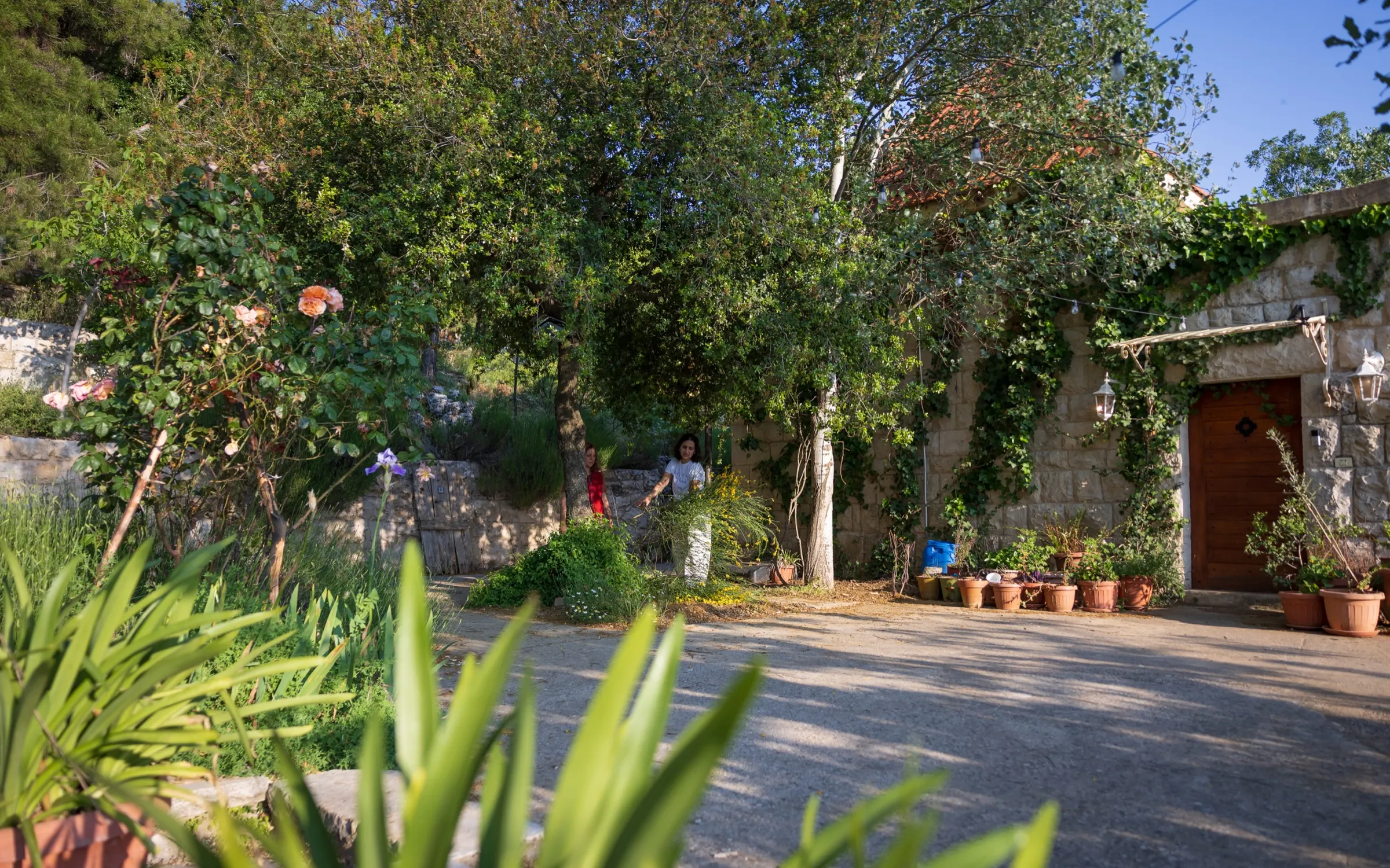 The tree-lined drive up to the guesthouse, lined with potted plants and a red wooden door in the stone wall