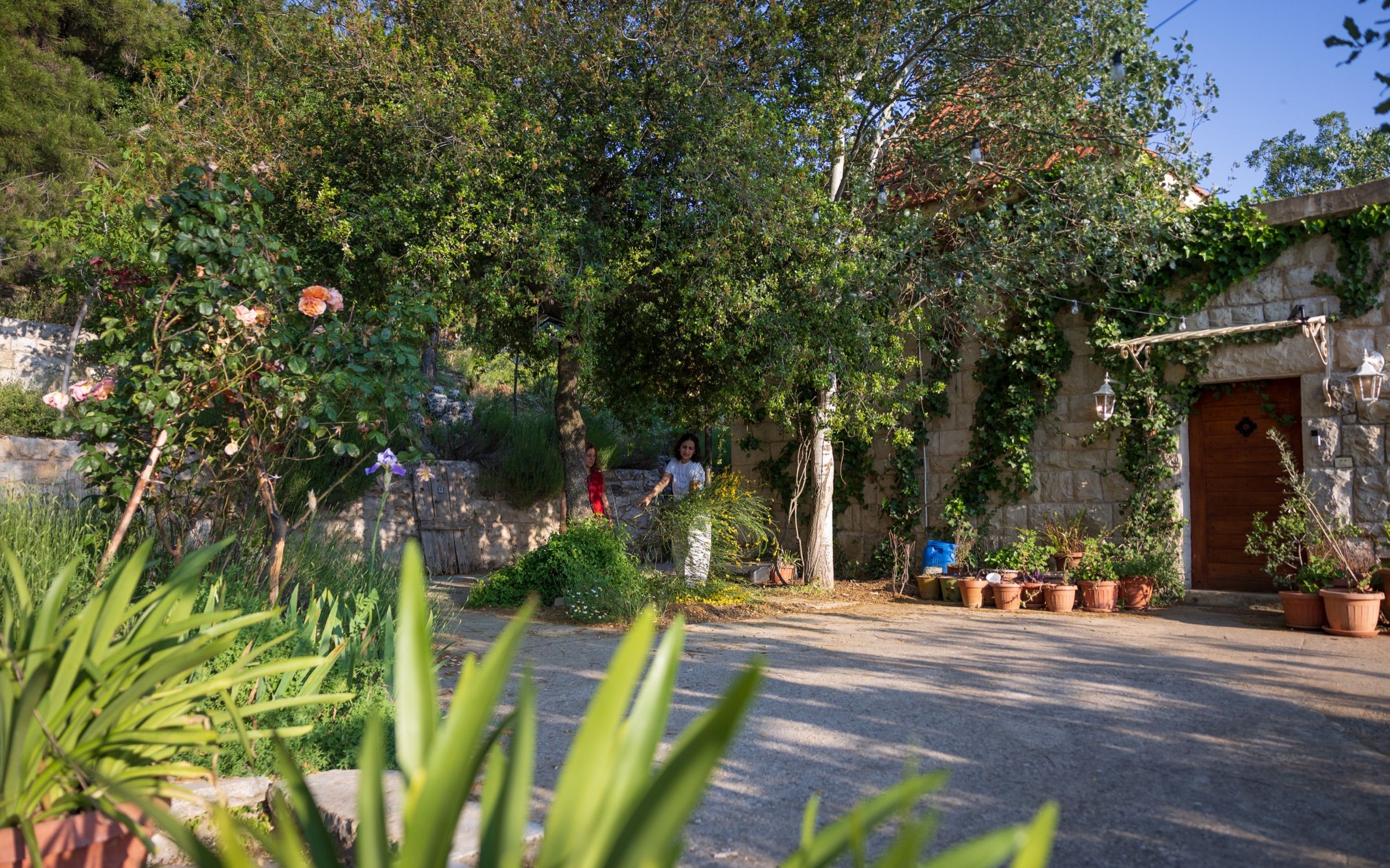 The tree-lined drive leading up to the guesthouse
