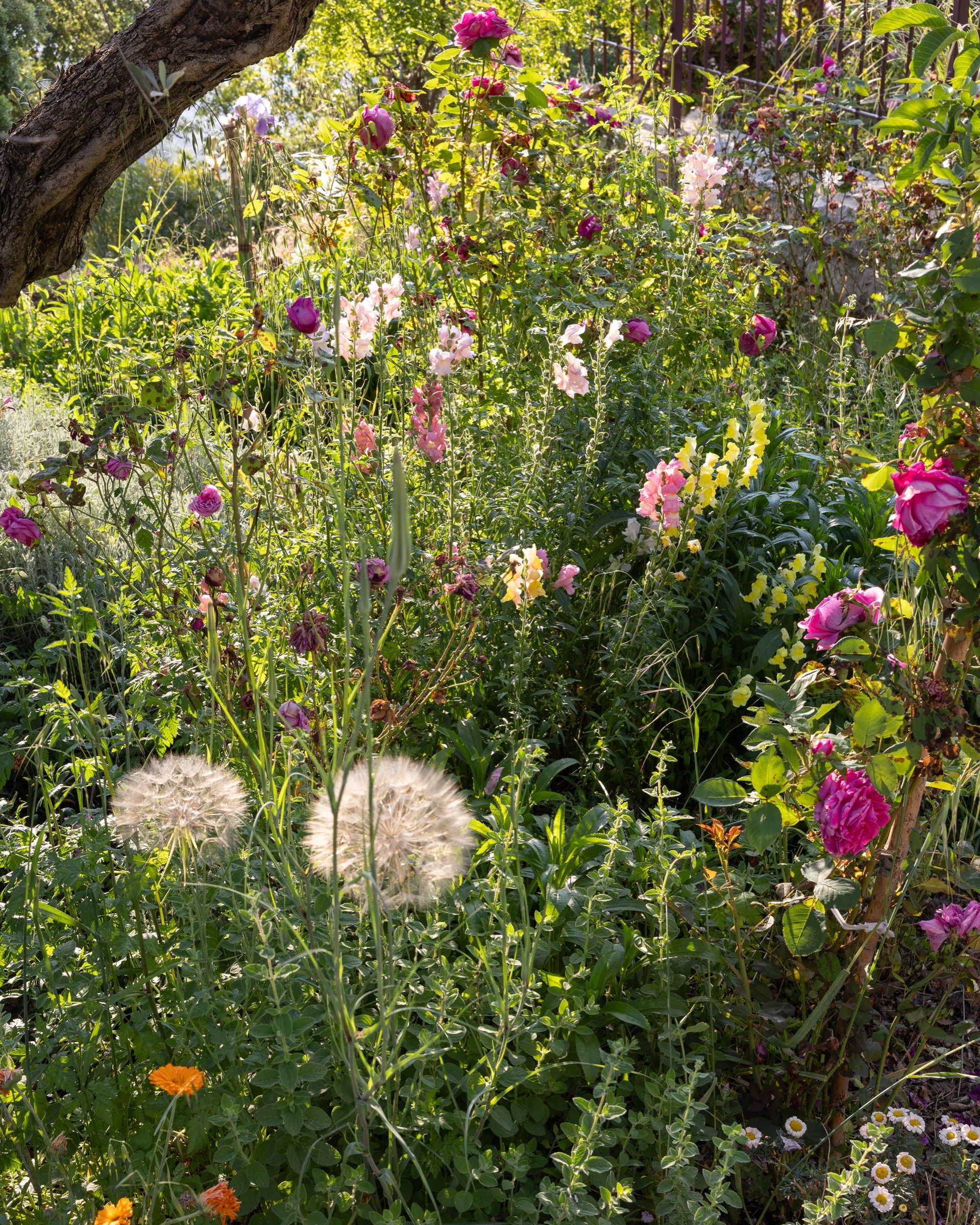 Roses and wildflowers growing thickly beneath an old tree in the garden