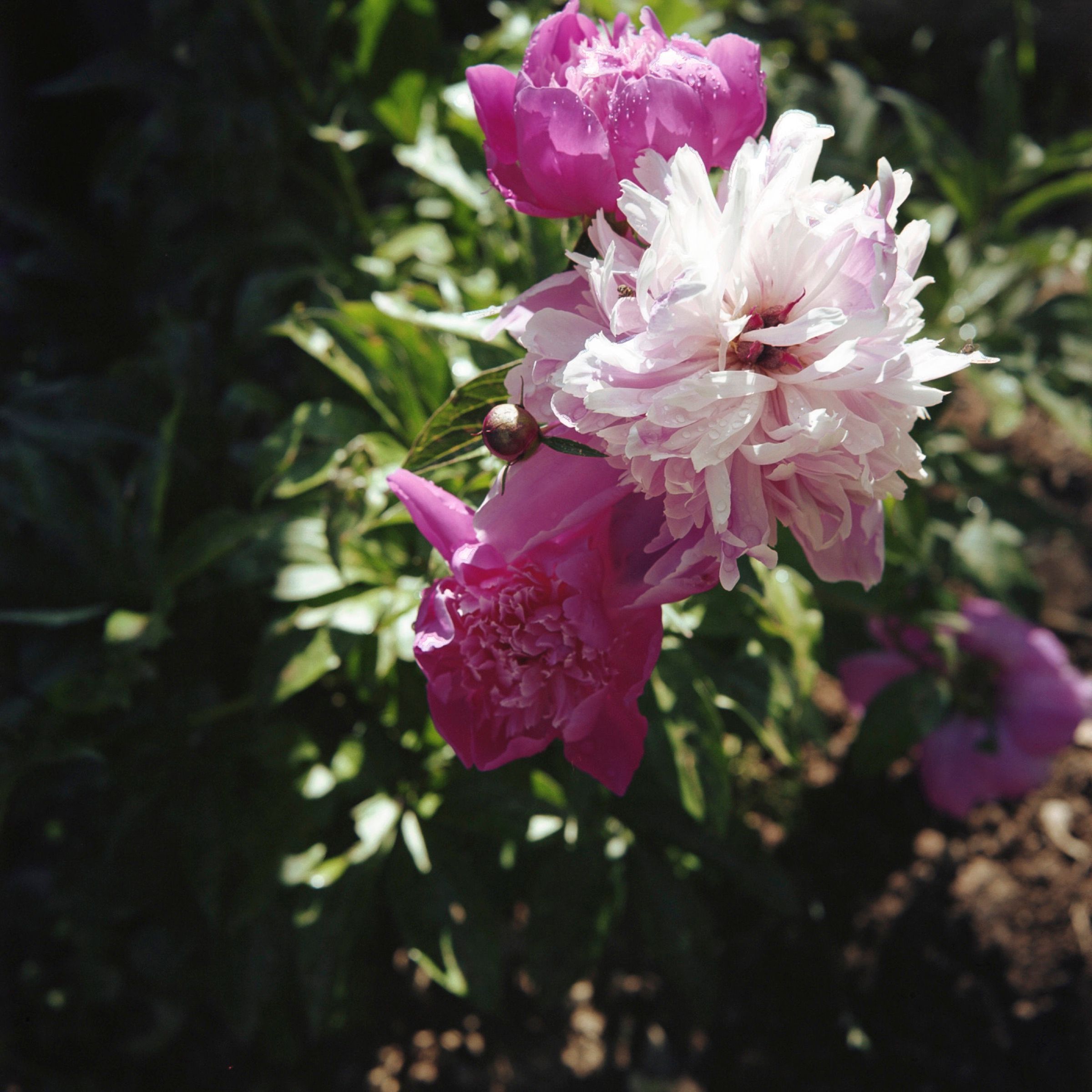 Pink and white peonies flowering in the garden