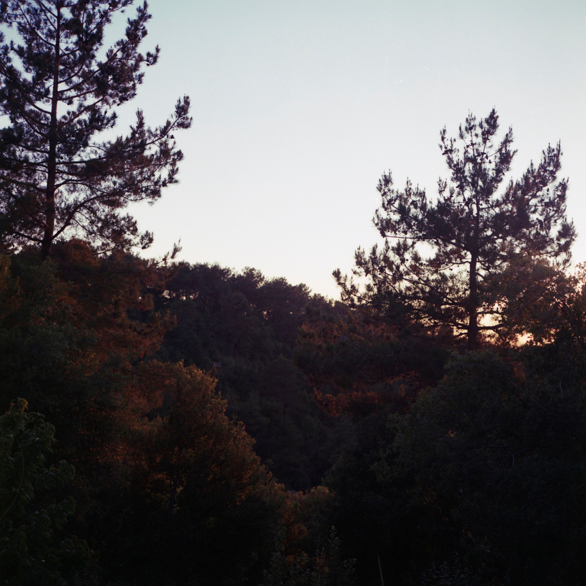 Pine-covered hillsides at dusk, the ridgeline dark against a pale sky