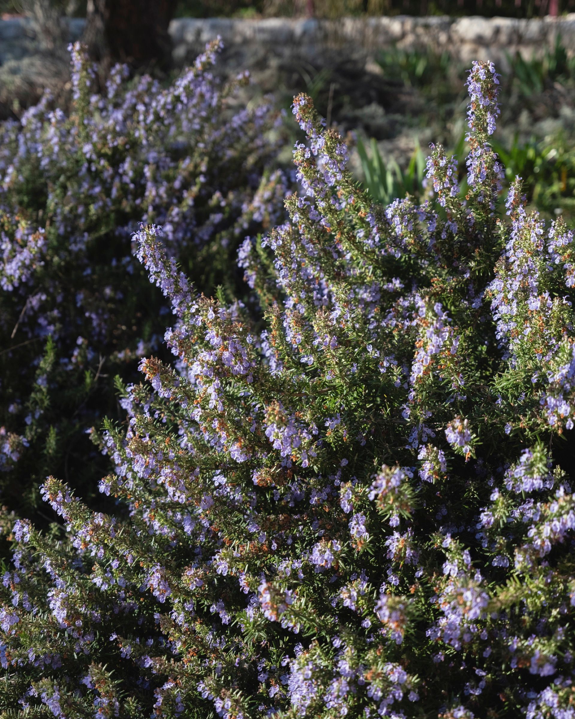 A large rosemary bush in full pale blue flower in the garden