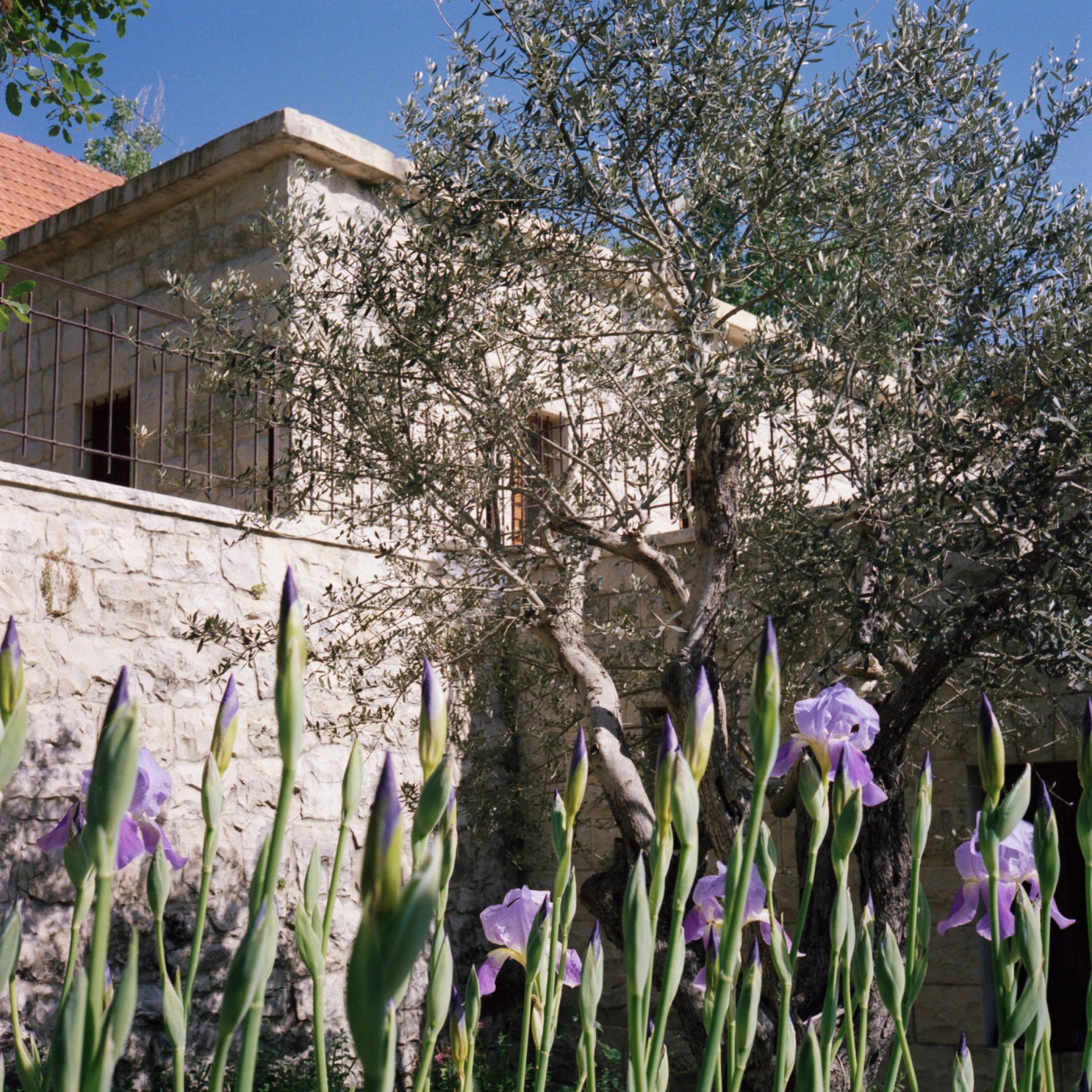 Purple irises flowering in front of the guesthouse stone wall, with an olive tree overhead
